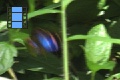 Scene 25_1+2+3_Epiphile dilecta on leaf